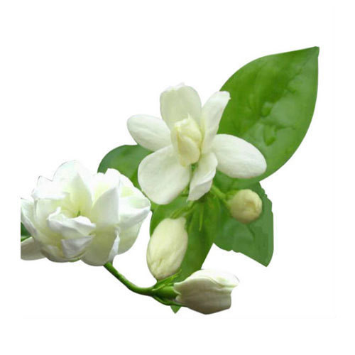 Jasmine Flower Extract สารสกัดดอกมะลิลา