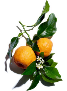  Citrus Aurantium Amara (Bitter Orange) Flower Extract สารสกัดส้มขม