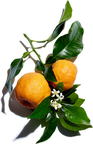 Citrus Aurantium Amara (Bitter Orange) Flower Extract สารสกัดส้มขม
