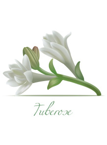  Polianthes Tuberosa (Tuberose) Extract สารสกัดดอกซ่อนกลิ่น