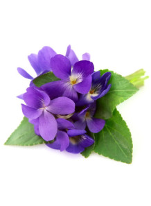 Viola Odorata (Violet Leaf)...
