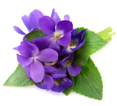 Viola Odorata (Violet Leaf) Extract สารสกัดสวีทไวโอเล็ต