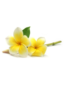  Plumeria Alba (Frangipani) Flower Extract สารสกัดดอกลีลาวดี