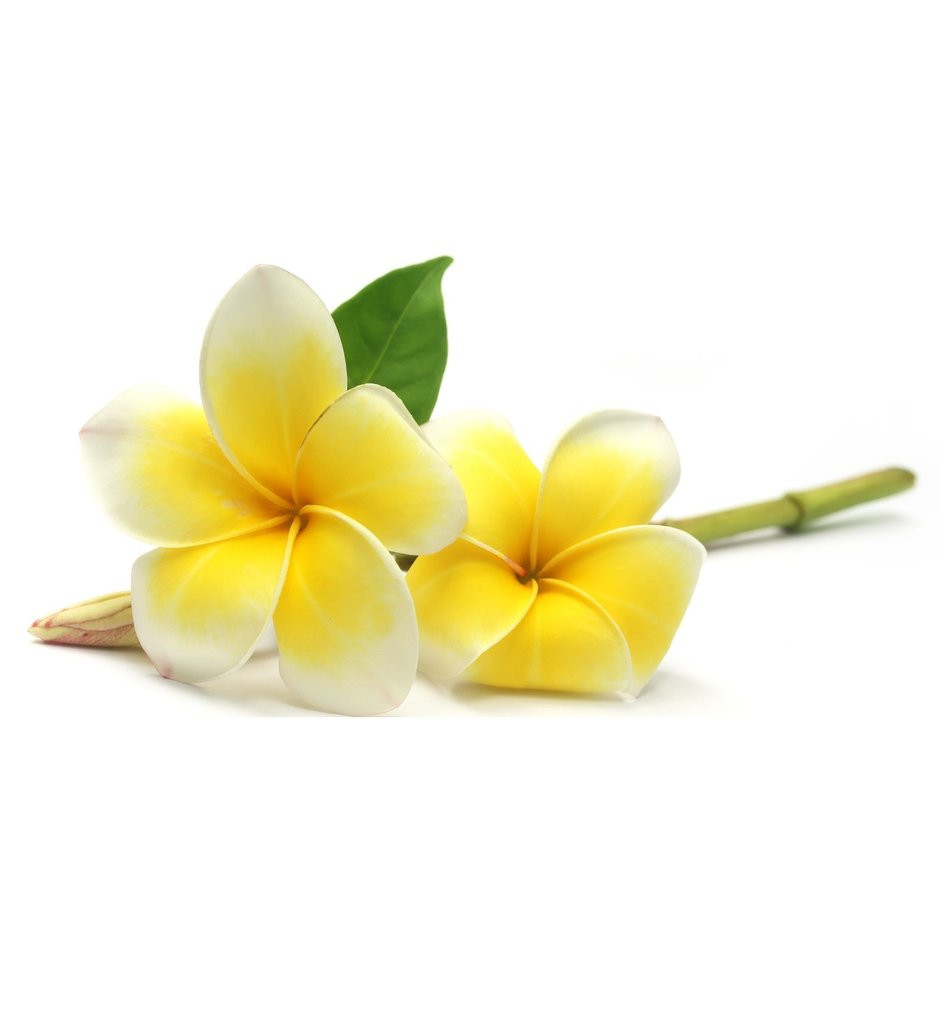 Plumeria Alba (Frangipani) Flower Extract สารสกัดดอกลีลาวดี