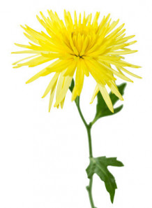 Chrysanthemum Indicum Extract สารสกัดเก๊กฮวย