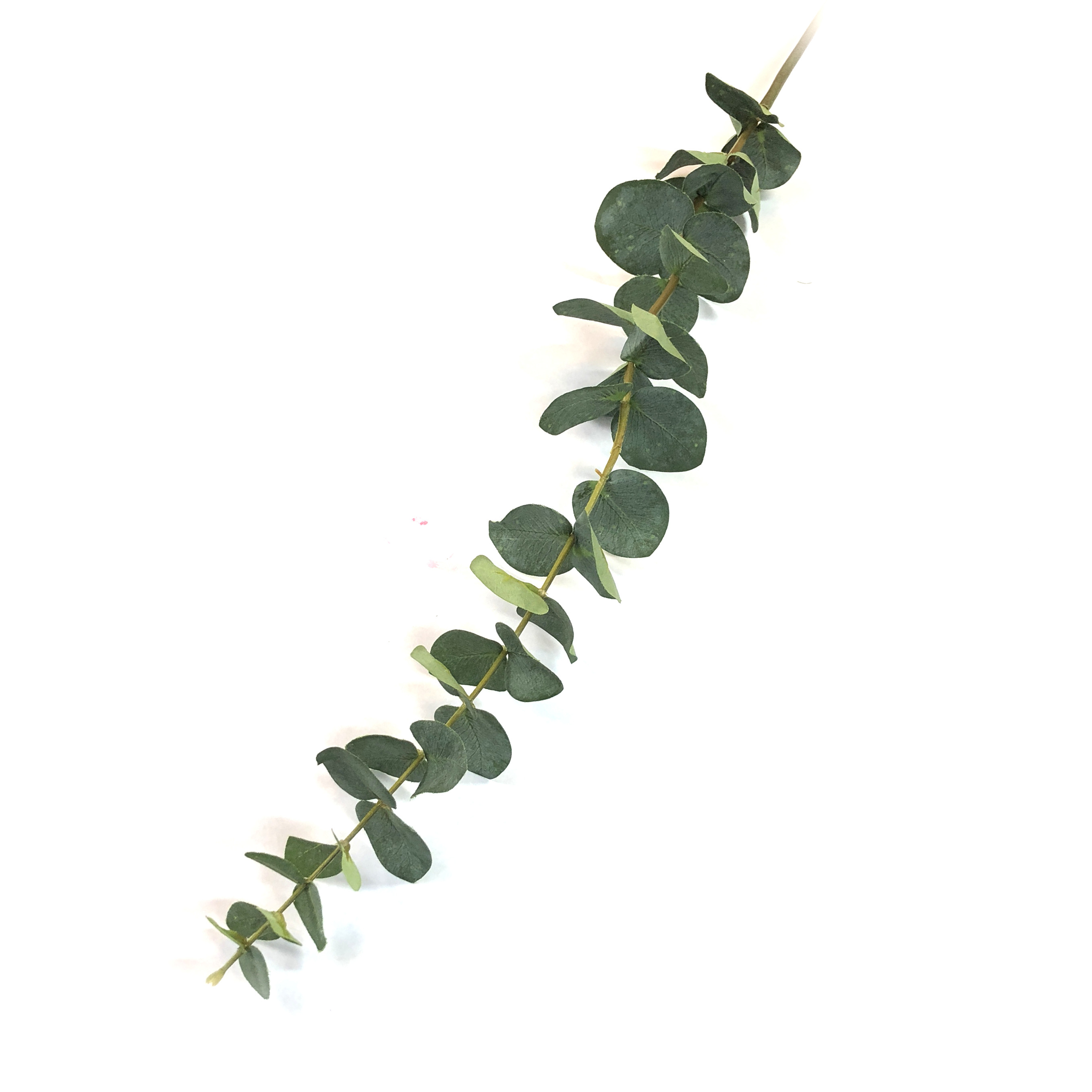 Eucalyptus Water