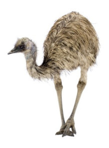 Emu Oil (China)