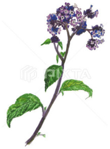  Heliotrope Absolute