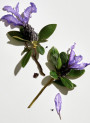 Pure-Bakuchiol™ (Natural Retinol, 99% Pure, USA)