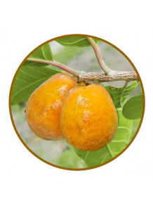 Oxyresveratrol