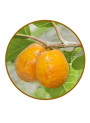 Artocarpus Lakoocha Wood Extract (Oxyresveratrol 98%)