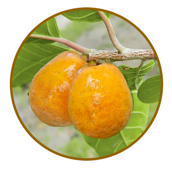 Artocarpus Lakoocha Wood Extract (Oxyresveratrol 98%)