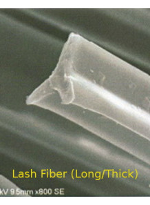 Lash Fiber (Long/Thick) ไฟเบอร์ ขนตา (ยาว/หนา)