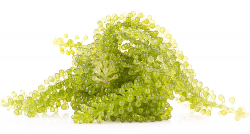 Algae Oil น้ำมันสาหร่ายใต้ทะเล Laminaria Digitata Extract﻿