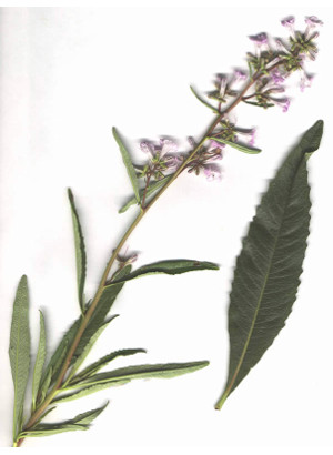 Yerba Santa Protein (Natural Silicone)