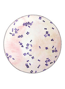 Ultrasomes Micrococcus Lysate