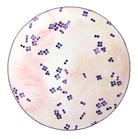 Ultrasomes Micrococcus Lysate