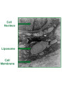  Ultrasomes Micrococcus Lysate