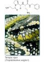 Dipeptide Diaminobutyroyl Benzylamide Diacetate (Syn-Ake eq.)