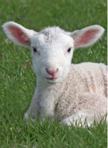 Sheep Placenta รกแกะสกัด