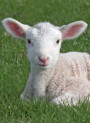 Sheep Placenta รกแกะสกัด (Hydrolyzed Placental Extract, Powder 99% Purity)