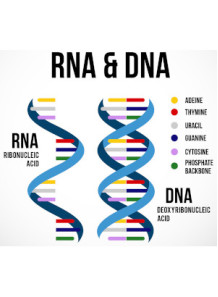 DNA/RNA Essence