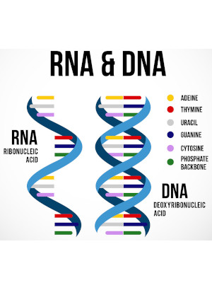 DNA/RNA Essence