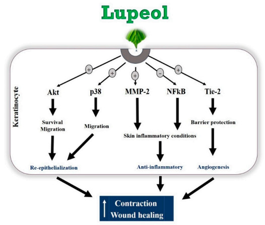Hi-Lupeol™