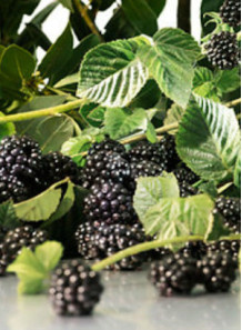 Blackberry & Bay (Benchmark - Jo Malone)