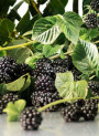 Blackberry & Bay (compare to Jo Malone)