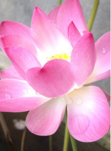 Sweet Lotus (Fragrance Oil)