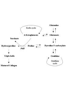  alpha Ketoglutaric acid