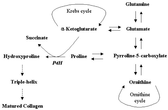 alpha Ketoglutaric acid
