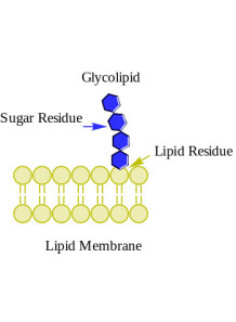  Glycolipids (Natural Surfactant)