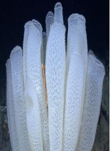 Microneedle Powder (Sponge Extract)