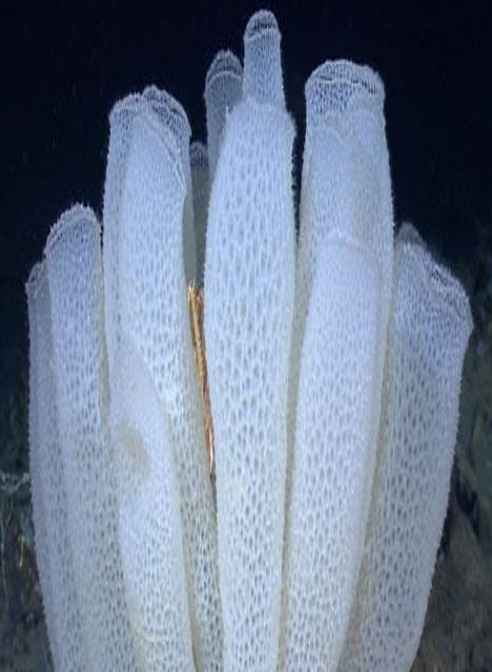 Microneedle Sponge (Sponge Extract)