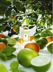Wild Bluebell Cologne (compare to Jo Malone)