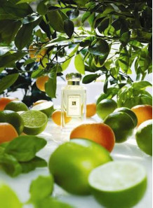  Lime Basil & Mandarin (compare to Jo Malone)