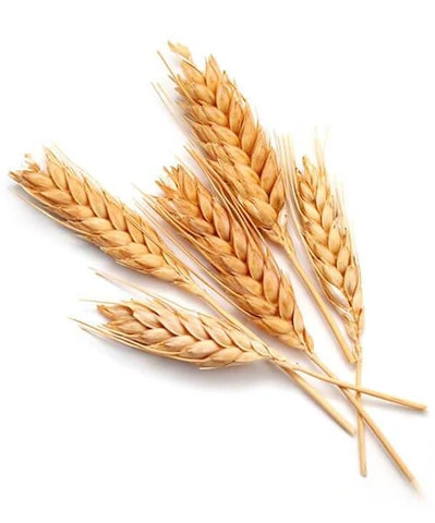 Hair Wheat Protein (Hydroxypropyltrimonium Hydrolyzed Wheat Protein)