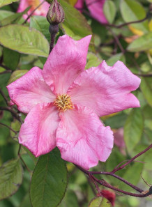 Tea Rose Extract