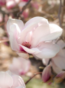 Magnolia Flower Extract...