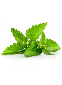 Spearmint Flavor (ละลายน้ำมัน)