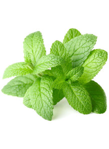  Peppermint Flavor (ละลายน้ำมัน)