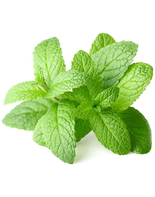 Peppermint Flavor (ละลายน้ำมัน)