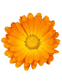  Calendula (Marigold) Essential Oil