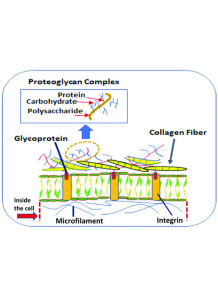 Glycoprotein