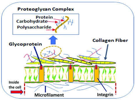 Glycoprotein