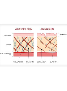 Hydrolyzed Elastin (From Fish)