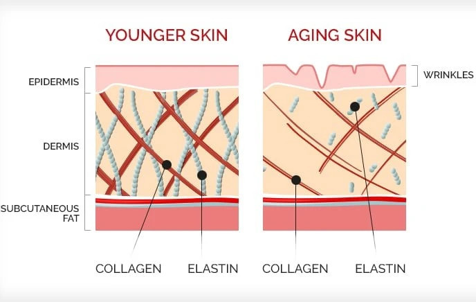 Hydrolyzed Elastin (From Fish)