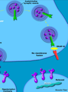 Acetyl Octapeptide-3 (eq....